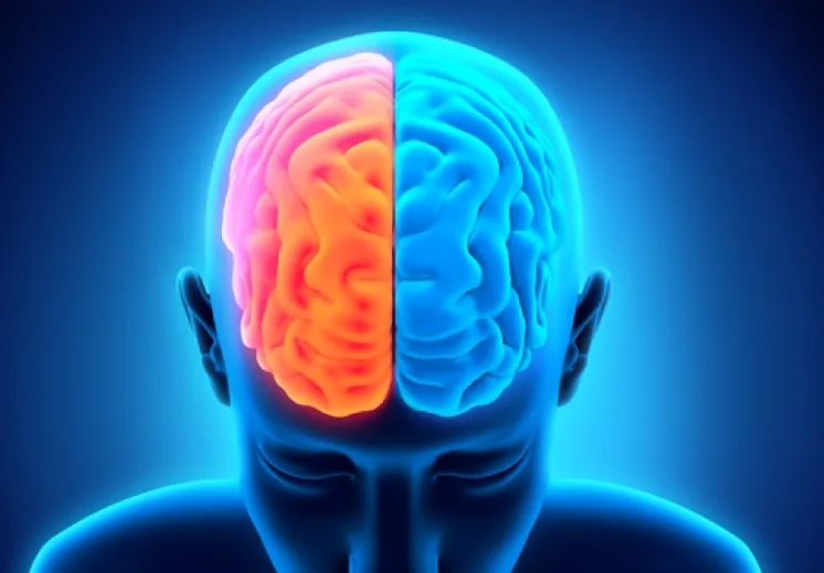 Brain visualization